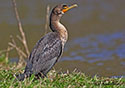 Phalacrocorax auritus